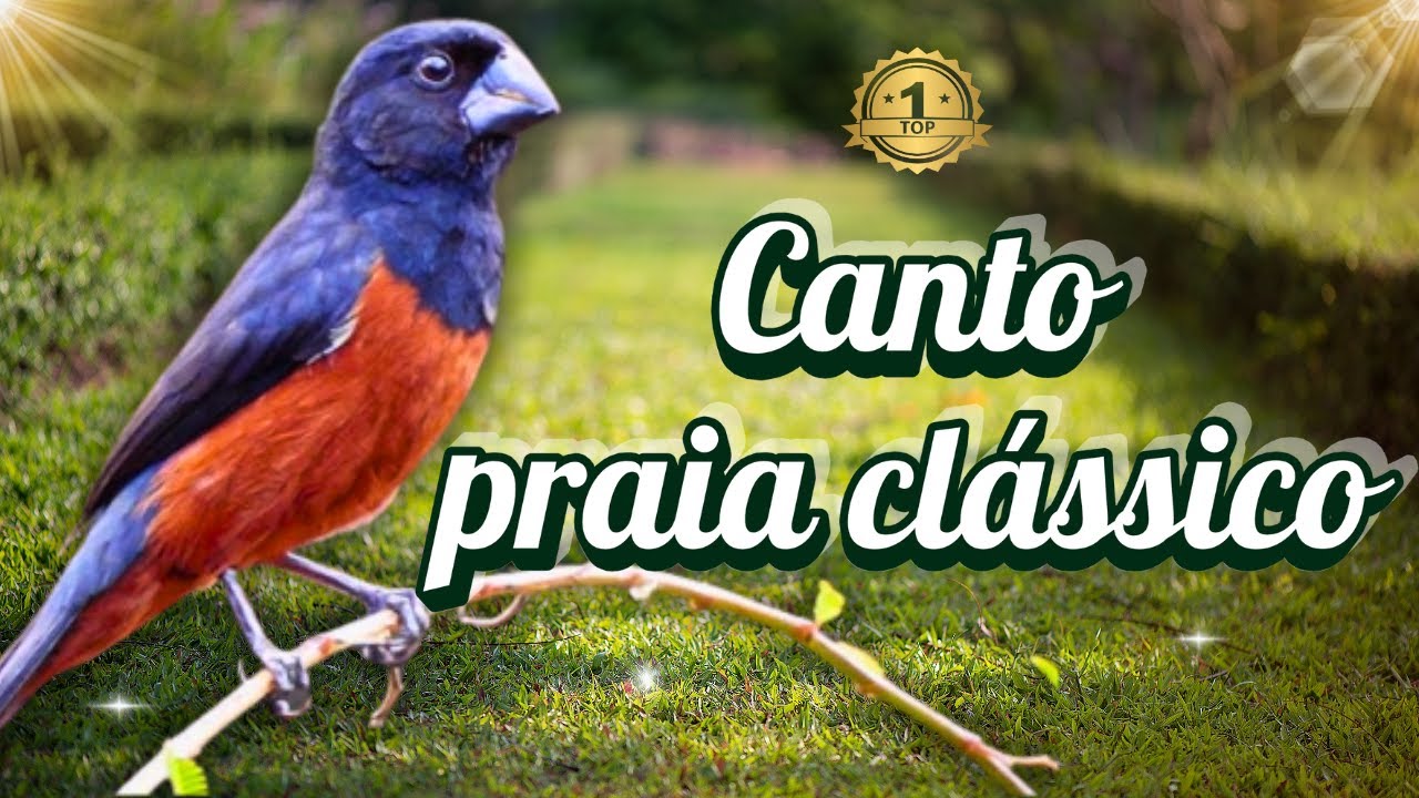 Praia clássico canto para encarte