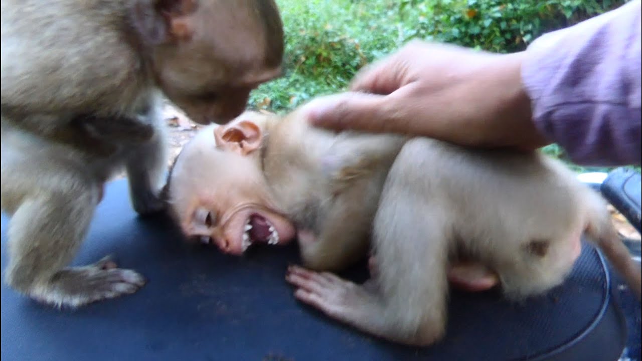 Welcome video morning 8th November I take Gina and Dawn to stay in my bag two babies are friendly