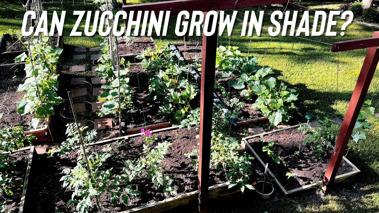 Can Zucchini grow in shade or partial sun?