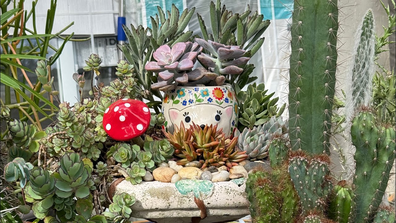 Let’s revamp am old succulent arrangement together/Supper chatty video