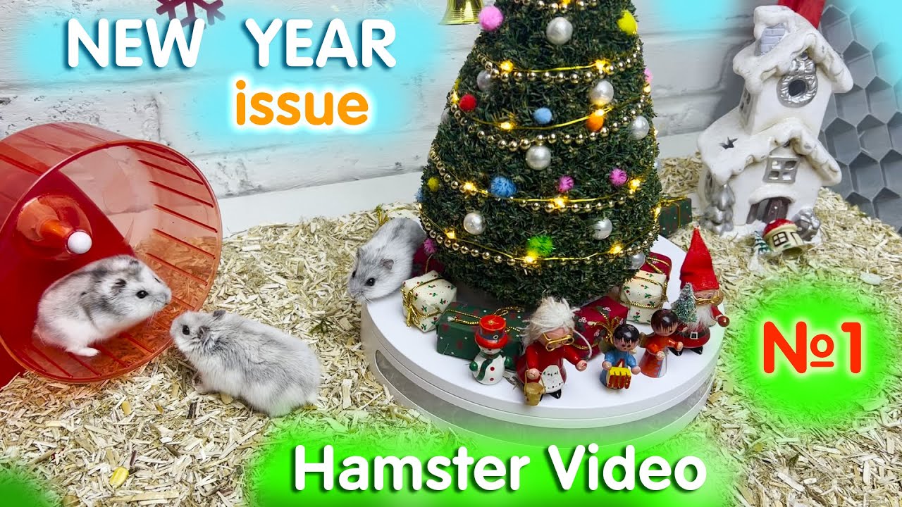 Hamster Video 2023🐹video with hamsters for the new year🎄1 @ihrumka