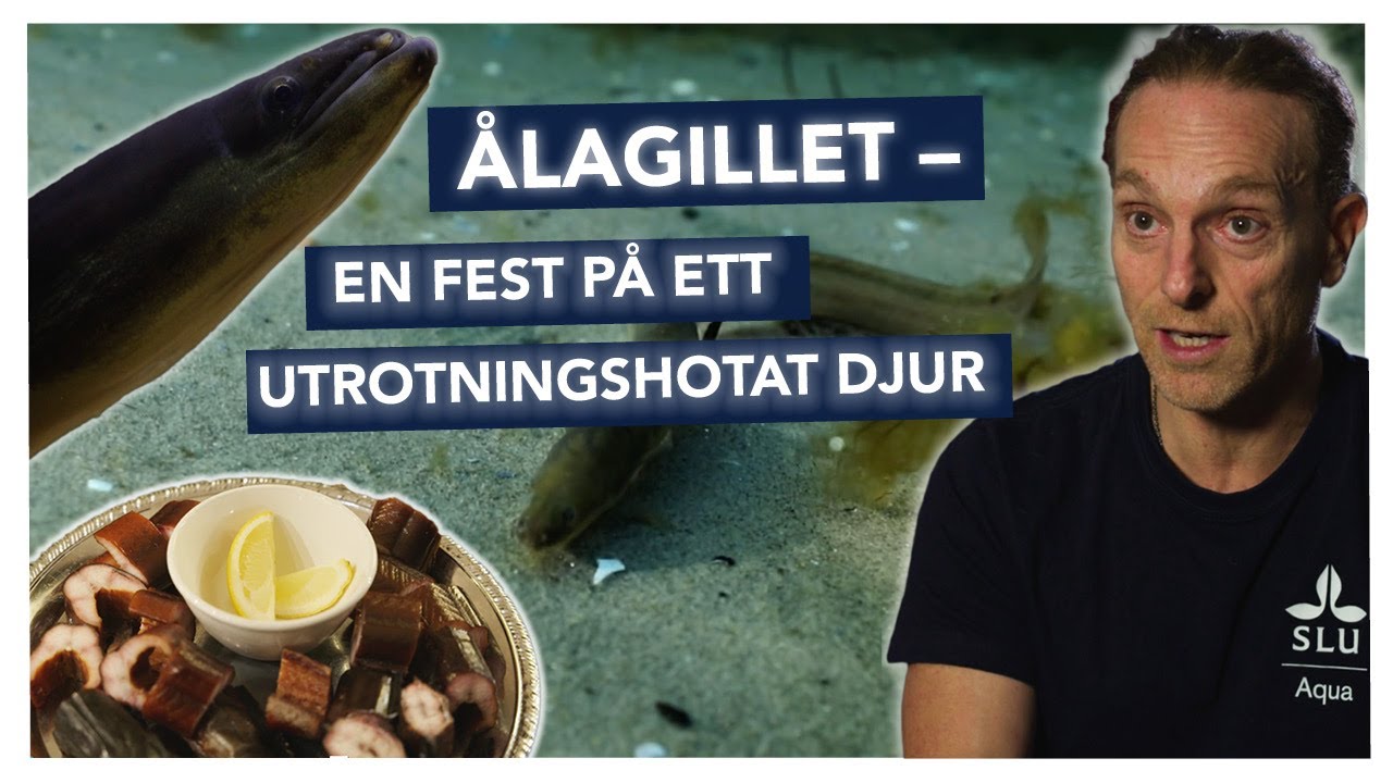 Ålagillet – en fest på utrotningshotat djur