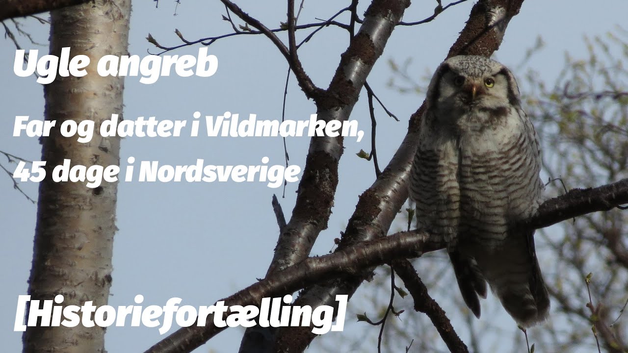 Ugle angreb under Far og datter tur [Historiefortælling]