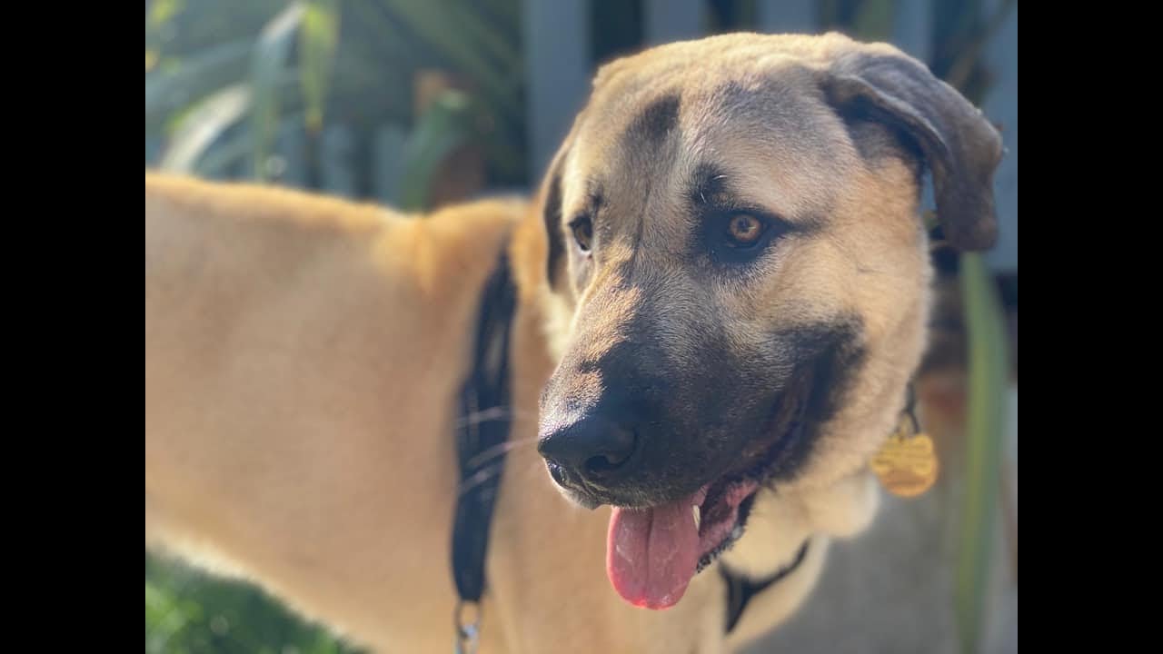 Hix the Anatolian Shepherd - 2 Weeks Residential Dog Training