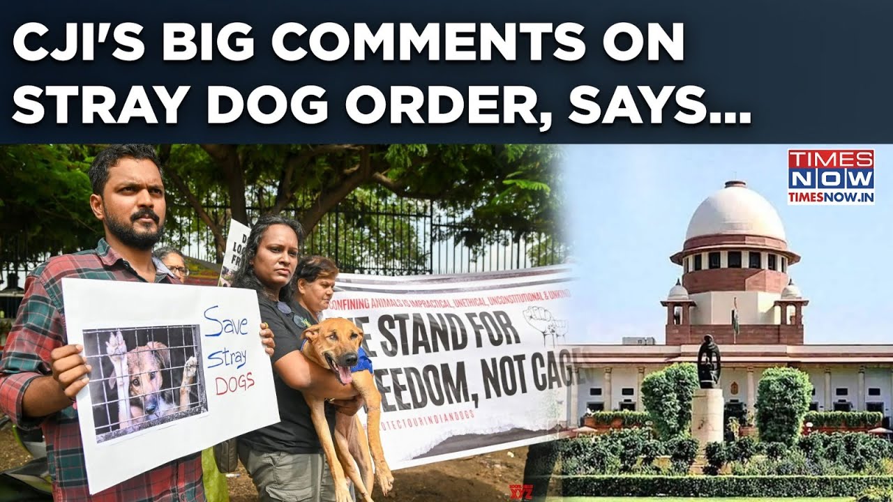 SC Order On Stray Dogs: Good News For Animal Activists? CJI Gavai's Big Remark Boosts Hope, Says...