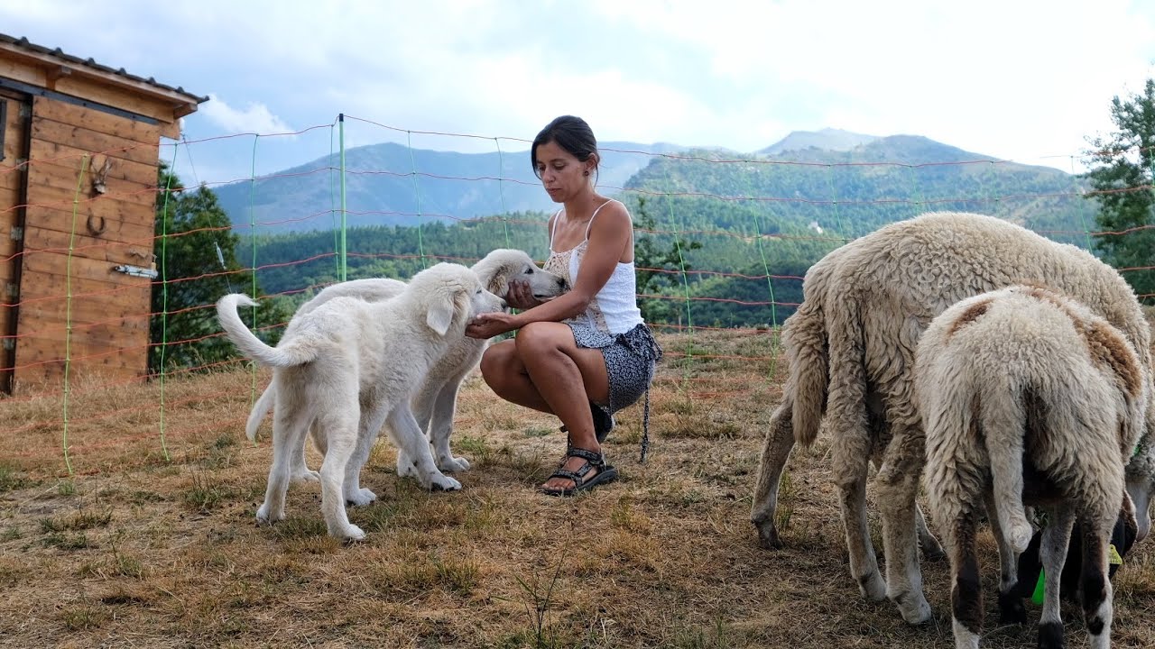 #24 IL MIO PRIMO GREGGE | VITA RURALE TRA PECORE E NATURA SELVAGGIA
