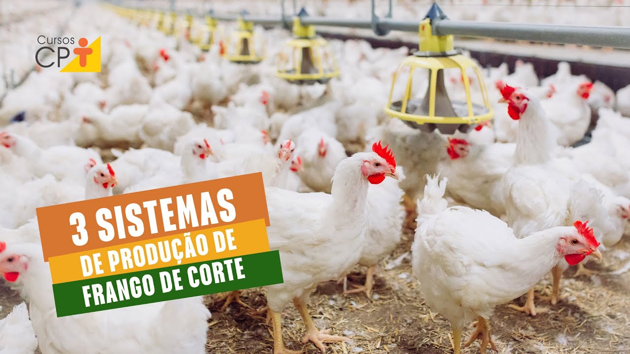 Como criar frango de corte - Conhe&ccedil;a os sistemas utilizados no Brasil l Cursos CPT