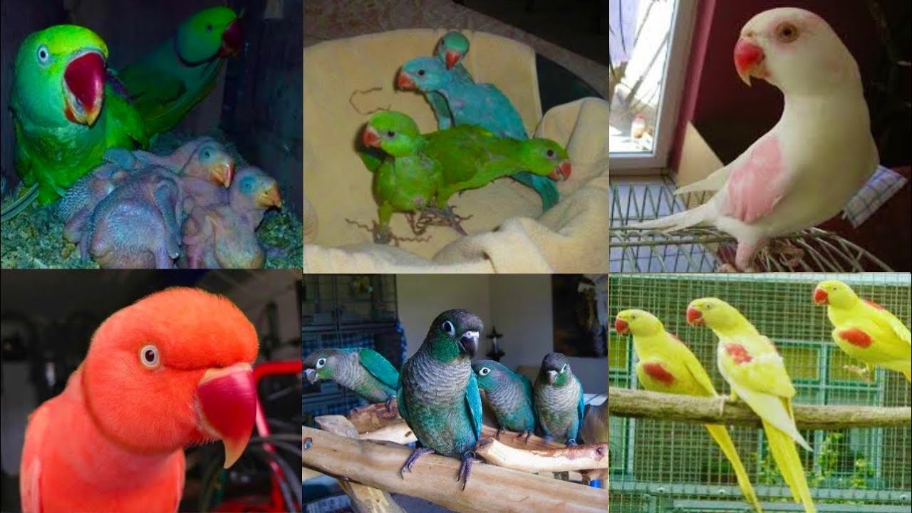 Parrot Progress Birds Every, Yellow Alexander, Budgies Parrot, Hen Hatching Eggs, Hsn Entertainment