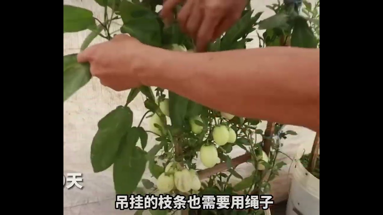 教你在家种植人生果，操作簡單，一学就會￼