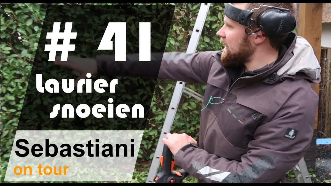laurierhaag snoeien SEBASTIANI hoveniers ON TOUR #41
