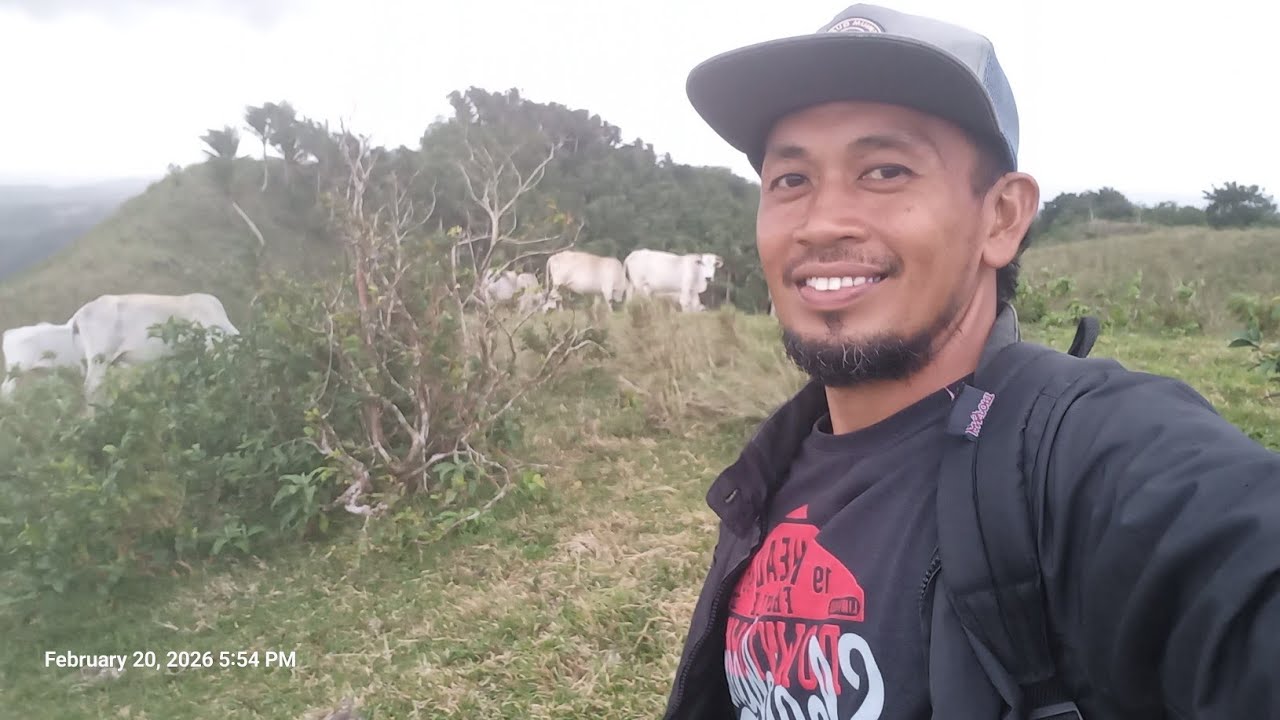 Hapon Kona Nataboy Ang Mga Baka Paturel #cattlefarming 