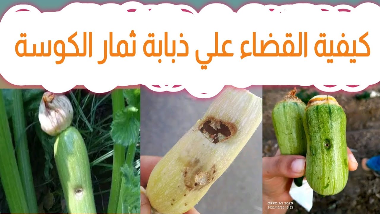 ذبابة ثمار القرعيات في الكوسة الأعراض والعلاج حصريا علي قناة الزواوي الزراعية