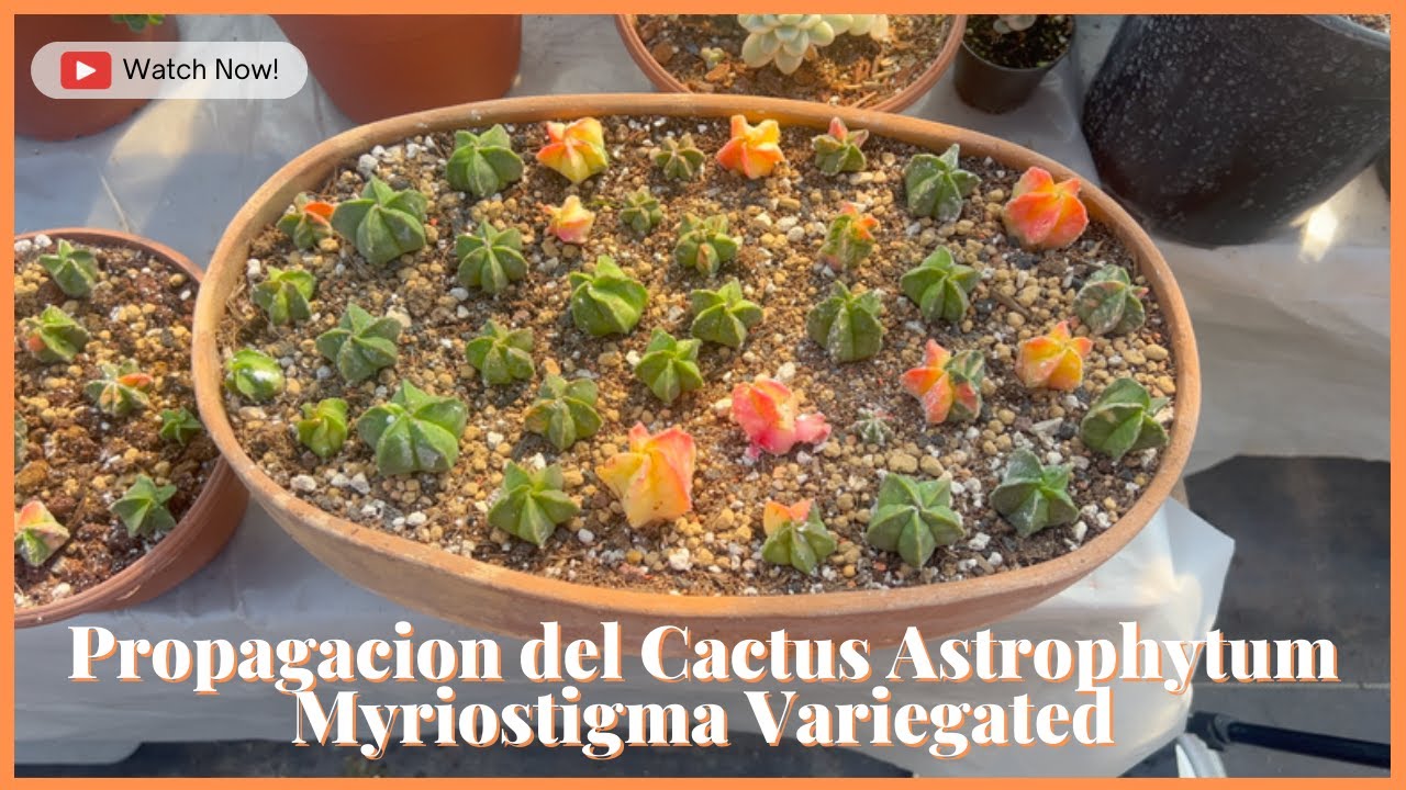 Propagacion del Cactus Astrophytum Myriostigma Variegated