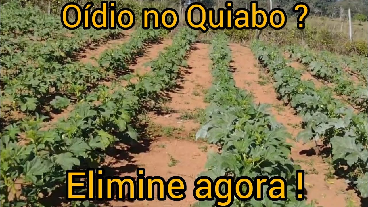 Como acabar com o&iacute;dio no Quiabo ? Jeito f&aacute;cil, barato e eficiente ! Confira !