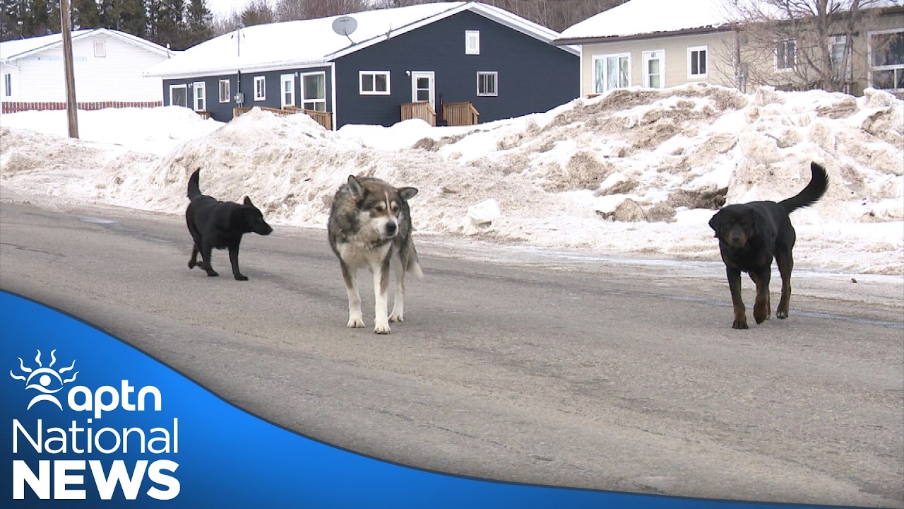 The struggles of First Nations&rsquo; dog populations in warmer temperatures | APTN News