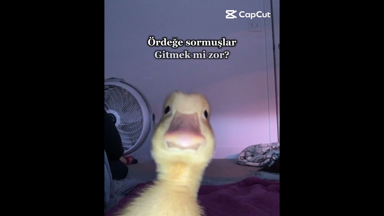 &Ouml;rdekte demişkiii...... Vak vak vaakk
