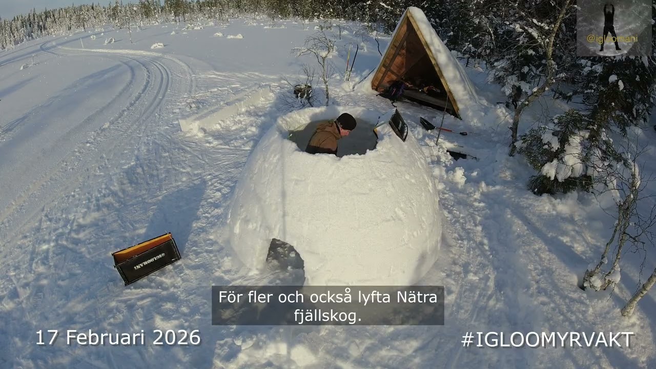 #igloomyrvakt  The Igloo who became a marsh guard
