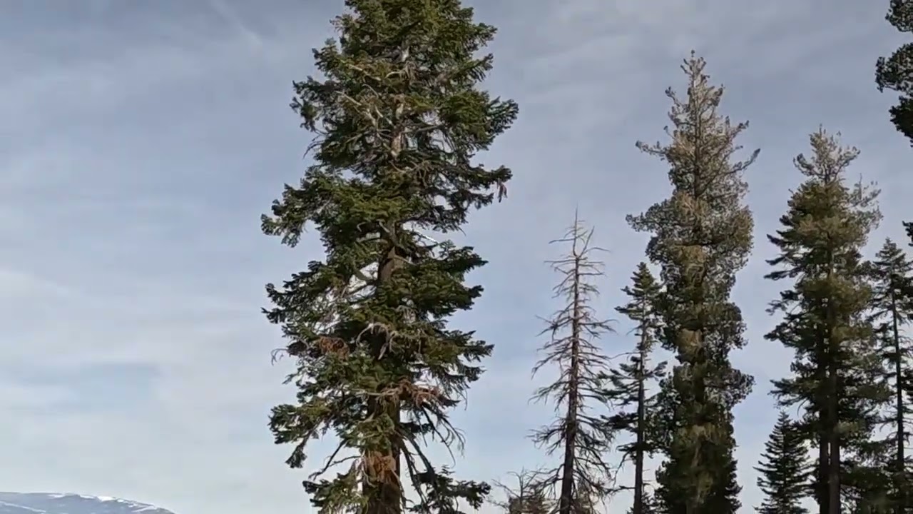 (31/01/26) Northstar California Resort - Logger's Loop Take 3 (1080p60fps)