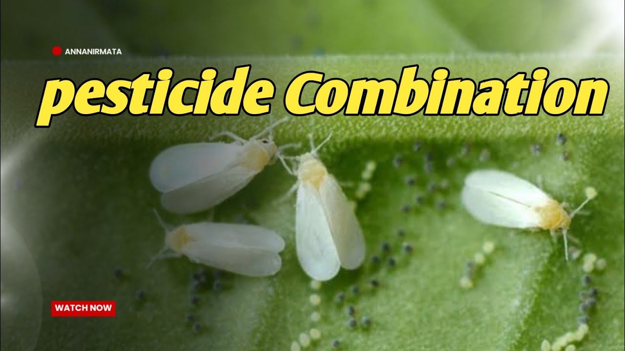 पॅावरफुल whitefly के 3 कॅाम्बिनेशन