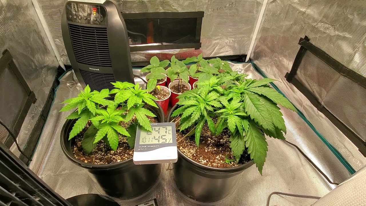 Mars Hydro 3x3 - Ts1000 - Blue Cookies (Blueberry x GSC) Crop King seeds. Day 30.