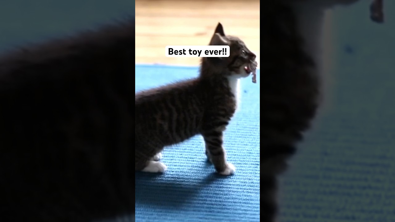 Best DIY cat toy: Scrunched up paper ball 😹 #catinaflat #cattoy #catcare #kitten #shorts #tabbycat