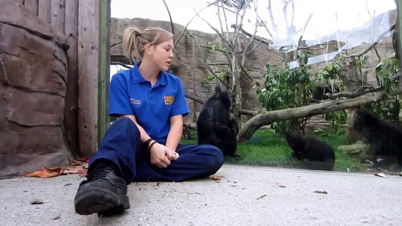 Sulawesi Black Crested Macaques at Drusillas Park