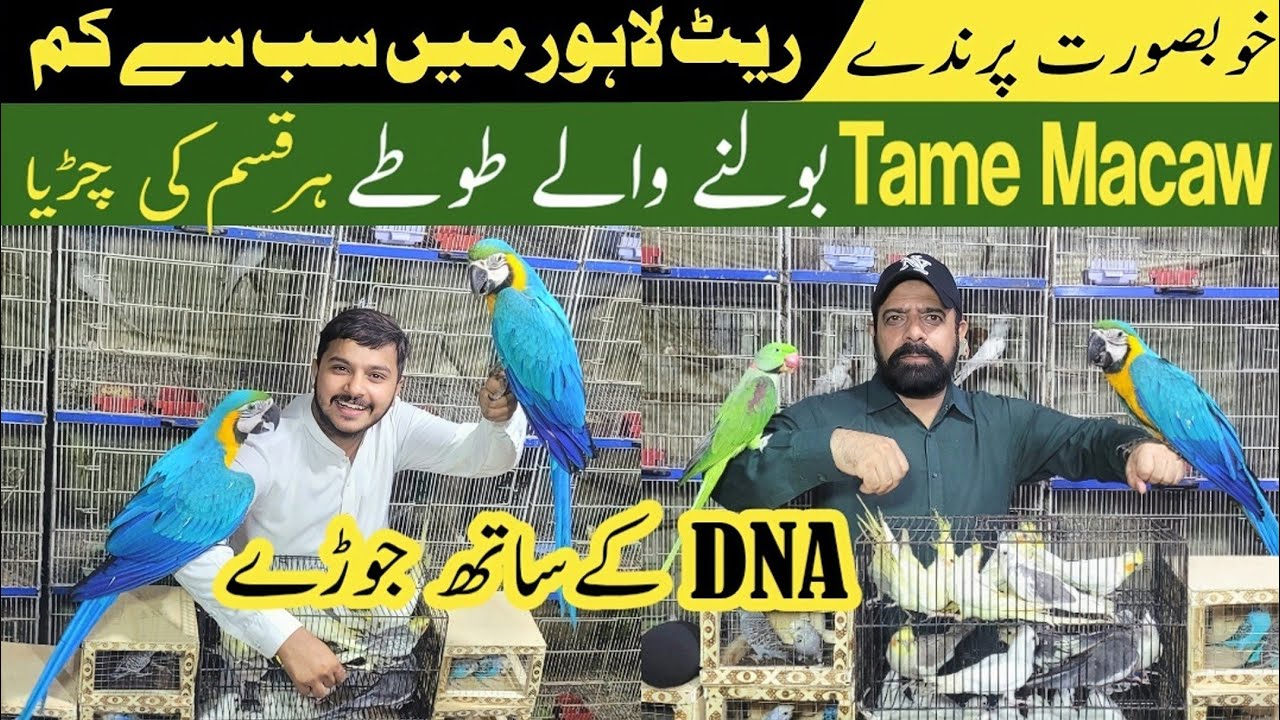 Big birds farming in pakistan | blue gold macaw 