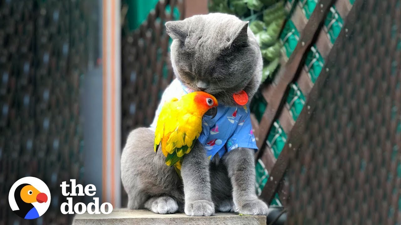 Can A Cat And A Parrot Get Along? | The Dodo Odd Couples