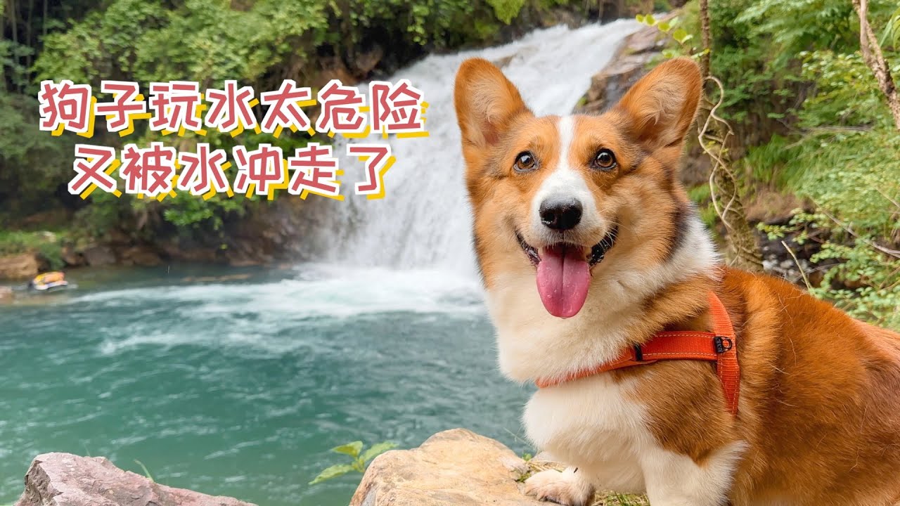 狗子玩水太危险了，又被水冲走了