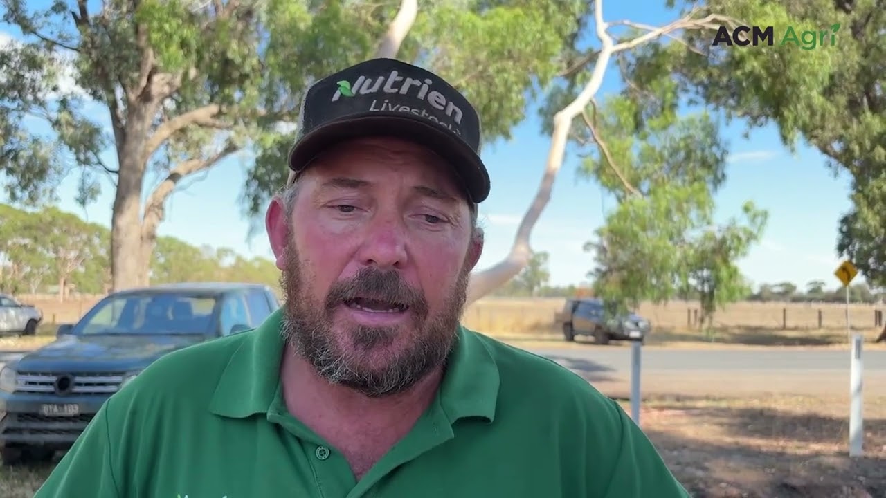 'Very good sale' for conditions as numbers blow out at Euroa