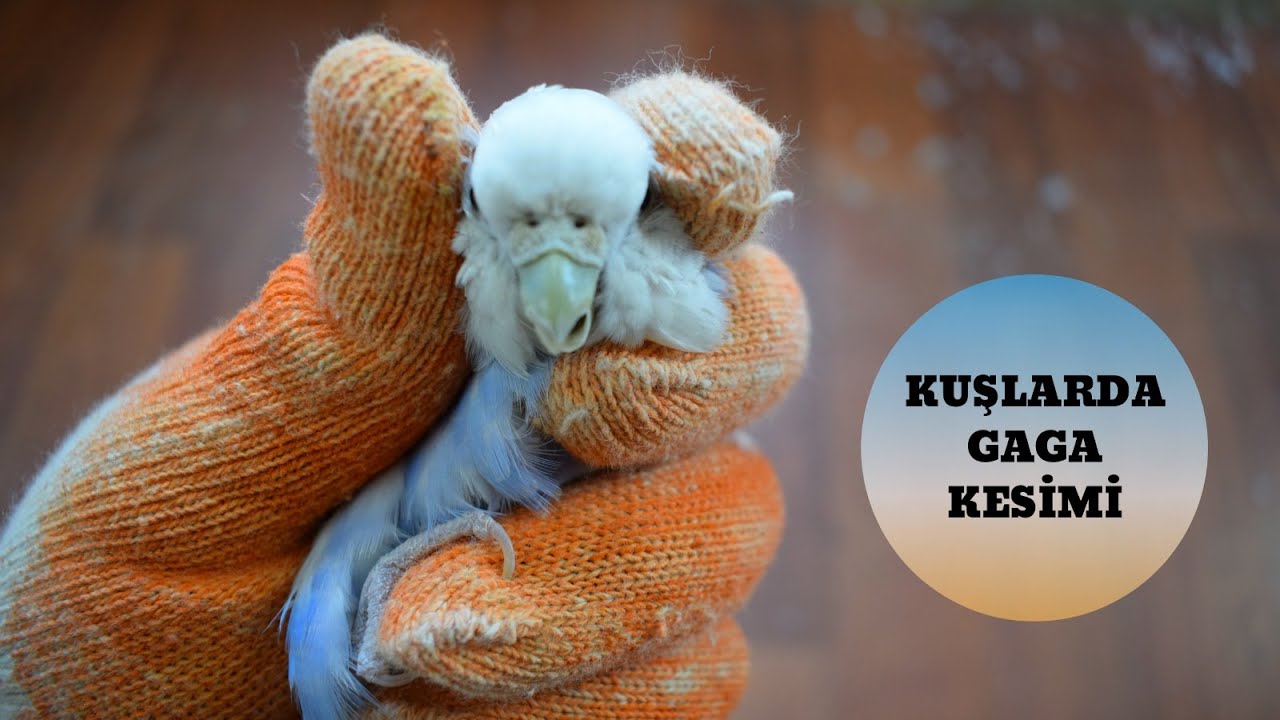 Muhabbet Kuşları Gaga Kesimi(Neden Kesilir?)