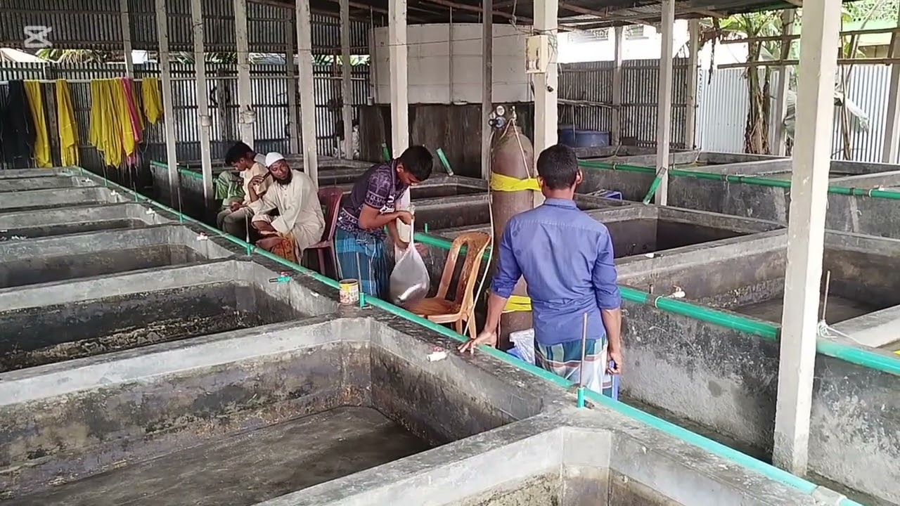  ২০২৬ সালের প্রথম শিং মাছের রেনু ডেলিভারি, লিচু তলা বাজার, সুহেল ভাই এর পুকুর। মুক্তাগাছা।