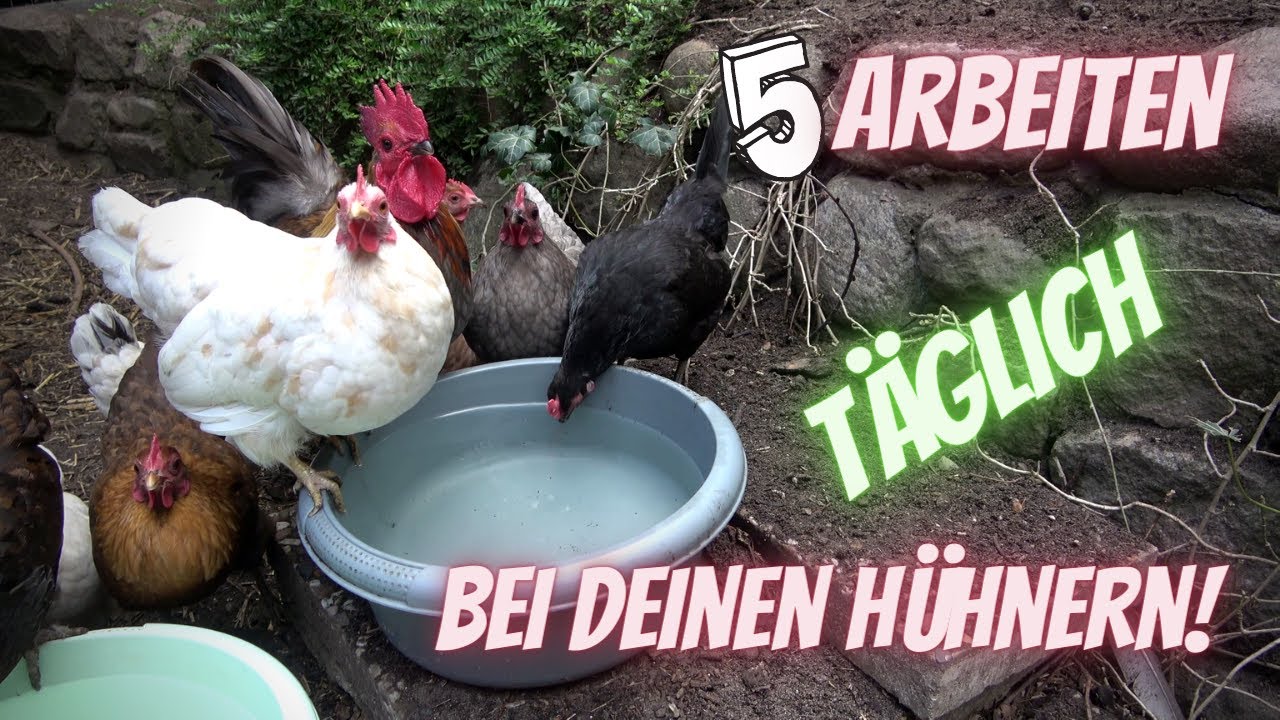 Hühner Tipp 19 - 5 Tägliche Arbeiten bei deinen Hühnern im Hühnerstall und Hühnergehege