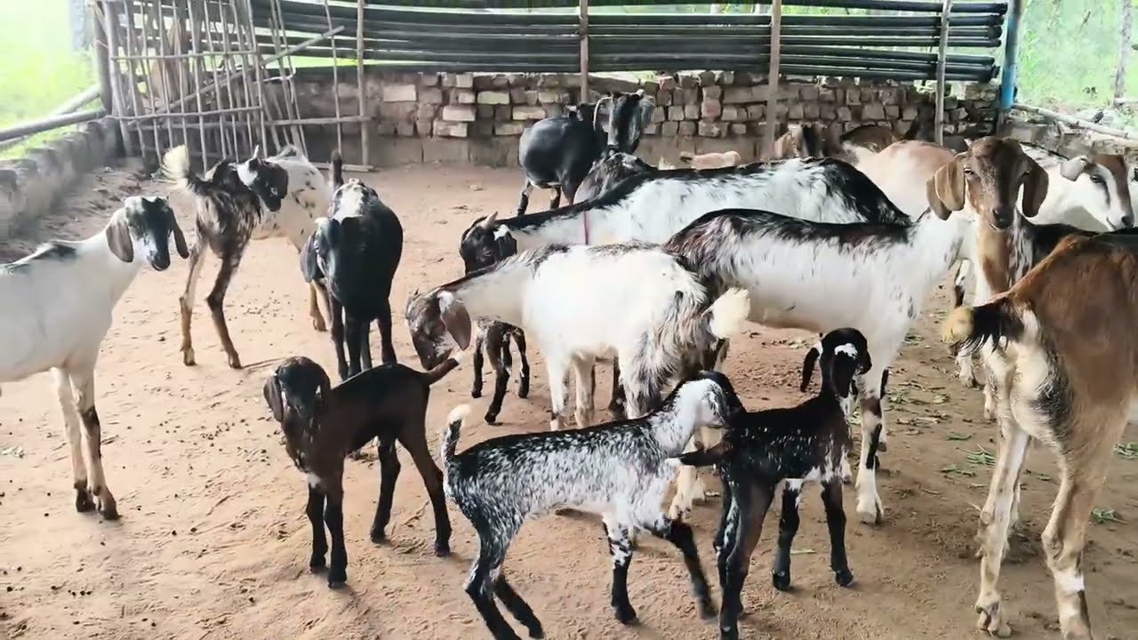 67000ரூபாய் // இந்த ஆடுகள் அனைத்தும் 