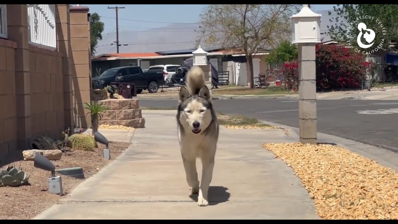 Abandoned Siberian Husky Found Wandering Desert Neighborhood