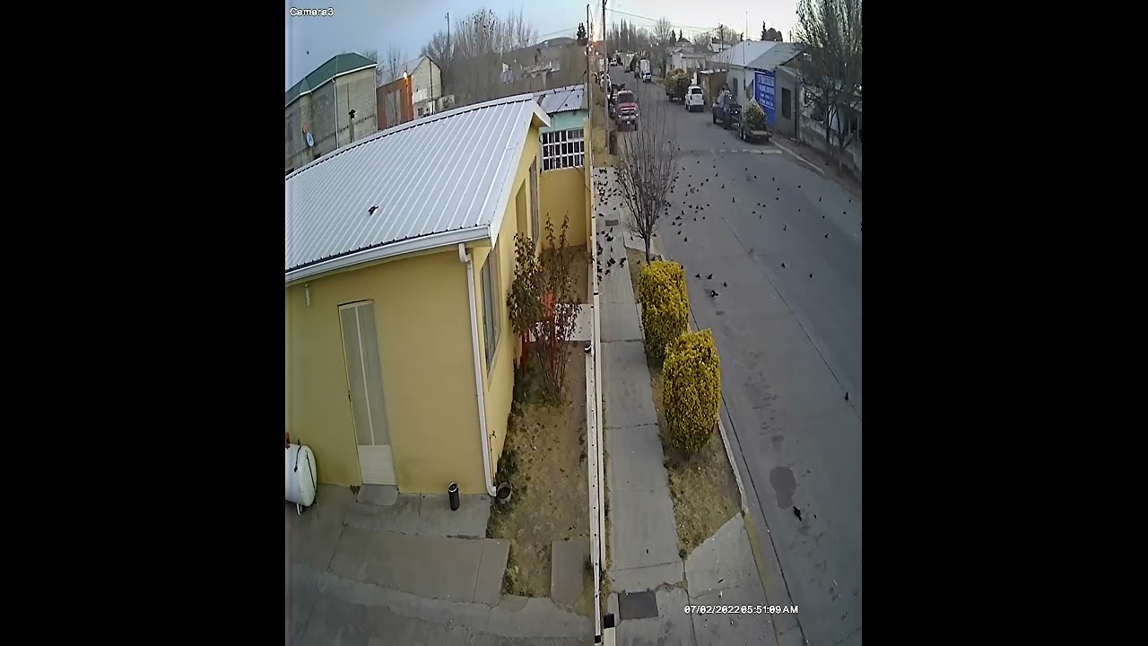 Security Footage Captures Moment Flock of Birds Crash Into the Ground on Mexican Street