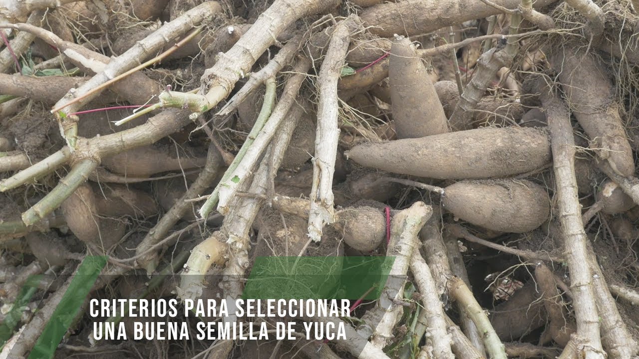 Criterios para seleccionar una buena semilla de yuca  - TvAgro por Juan Gonzalo Angel Restrepo