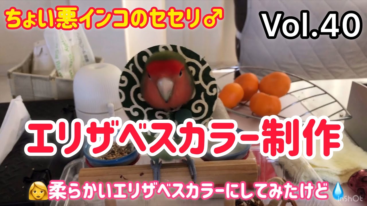 インコエリザベスカラー制作【CHOIWARU INKO】