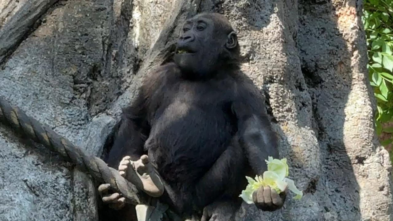 gorilla  スモモの日常  Sumomo's daily life.245
