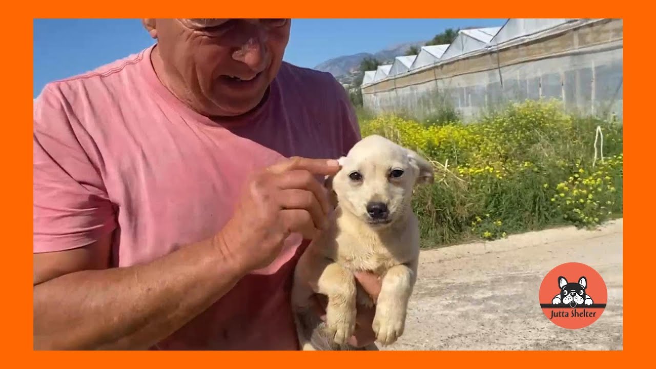 Nurja a Scared Crying and Injured Puppy is Rescued