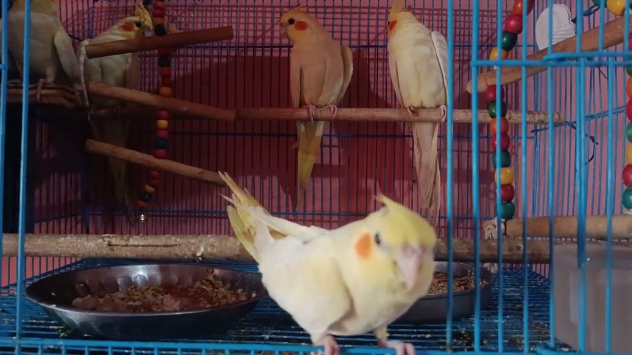 Cocktail Bird 