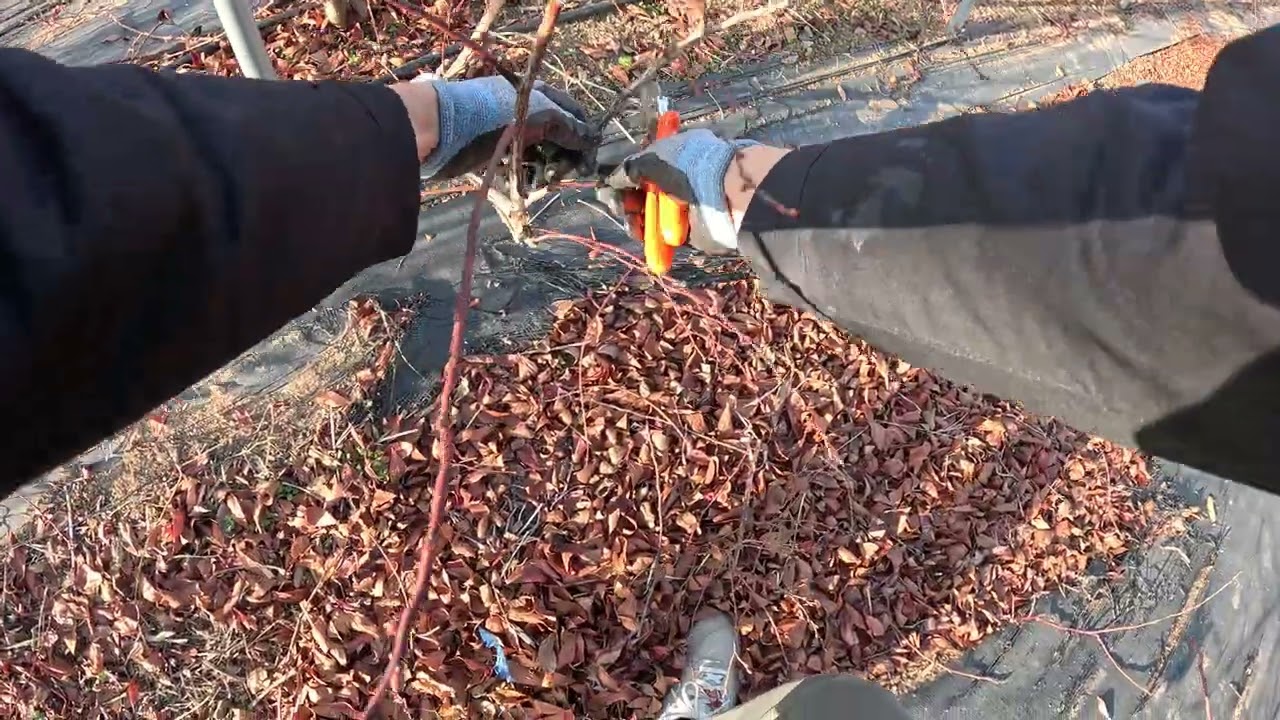 Blueberry Winter Pruning Guide Video, Fukuberry Variety, 7th Year (February 3, 2026)