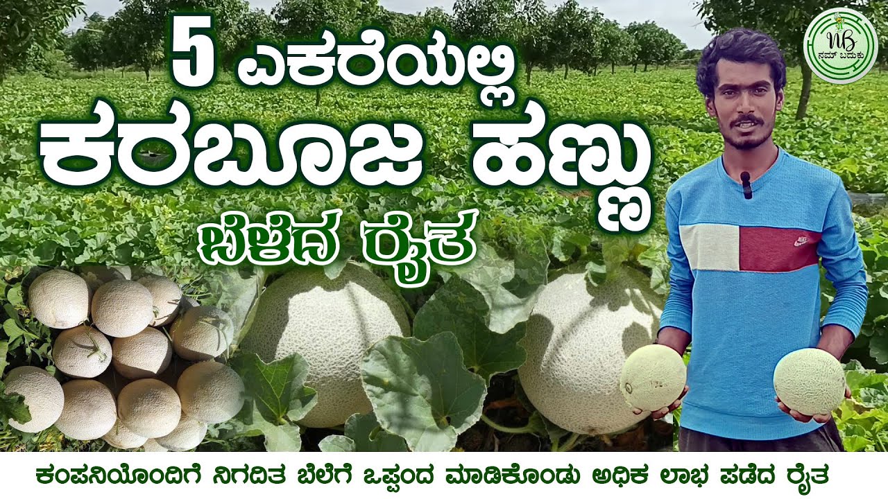 ಕರಬೂಜ ಬೇಸಾಯ #MuskmelonFarming #nambaduku #agriculture #farming #karnataka #kolar #mulbagal