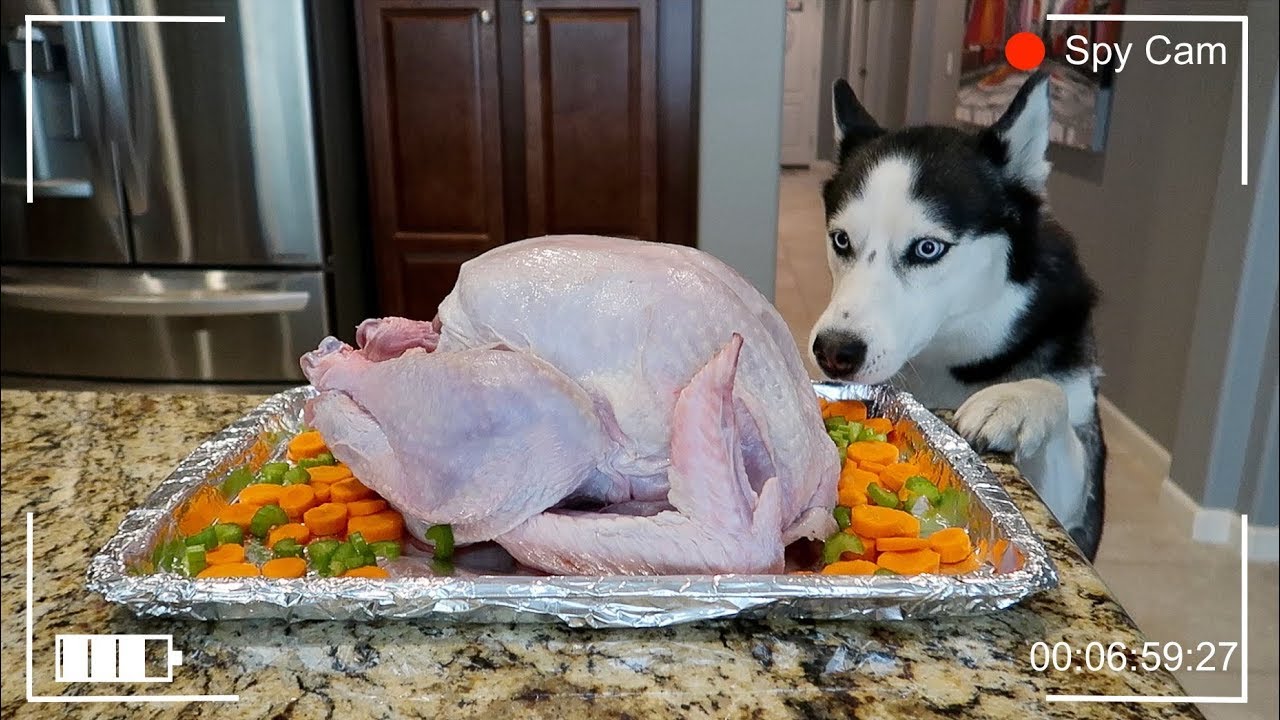 Will My Dog Steal The Thanksgiving Turkey? Spy Cam!