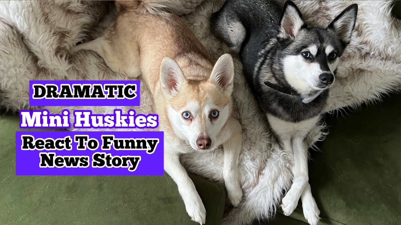 FUNNY Mini Huskies React To News Story About Wolf Dog 🐺