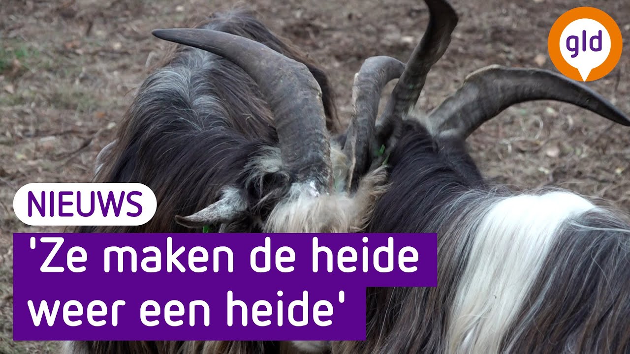 Proef met geiten als heidegrazers op de Veluwe