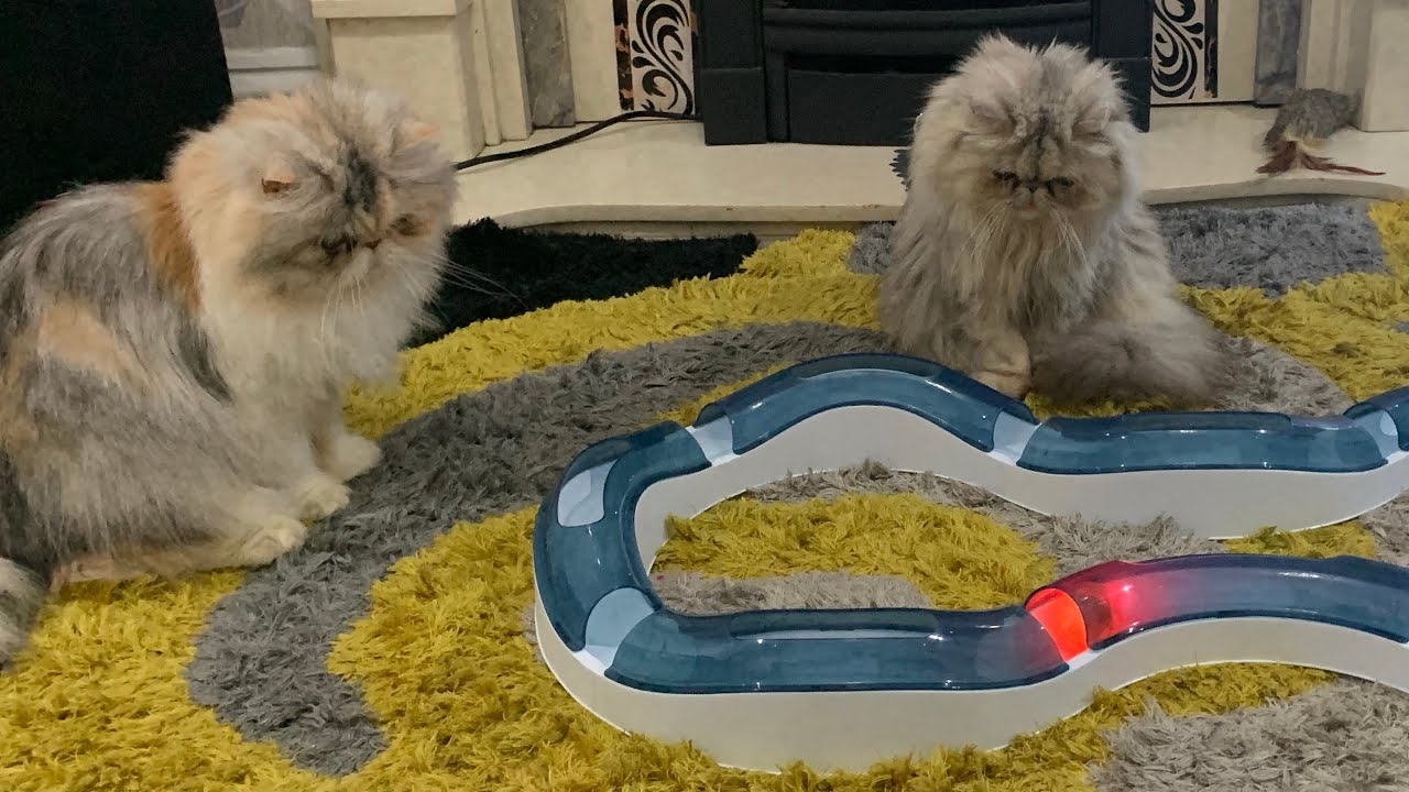 Catit Senses Cat Super Roller Circuit WEB EXCLUSIVE Review