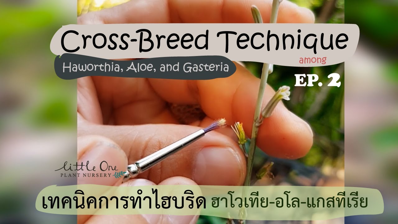 Cross-Breed technique among Haworthia, Gasteria, and Aloe เทคนิคการทำไฮบริด  ฮาโวเทีย-อโล-แกสทีเรีย