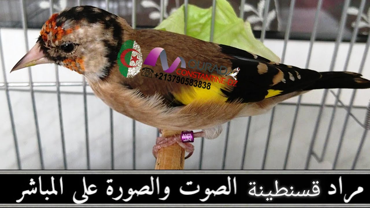 مراد قسنطينة يعرض عليكم فيديو يذكر فيه المشاهدين على كيفية استعمال فيتافورم 2021