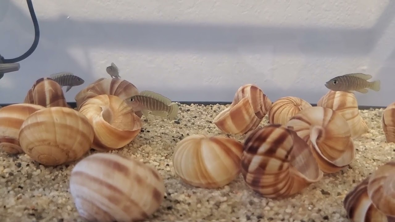 The Ultimate Colony Breeding Adventure | Breeding Project